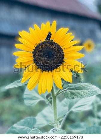 Similar – Image, Stock Photo a small butterfly enjoys the sunny day in the garden