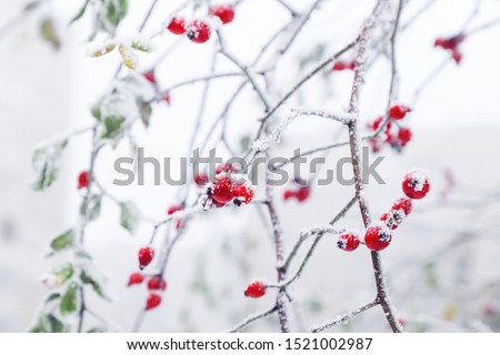 Similar – Image, Stock Photo Snow berries on bare branches