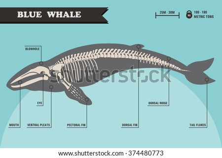 Blue whale skeleton.