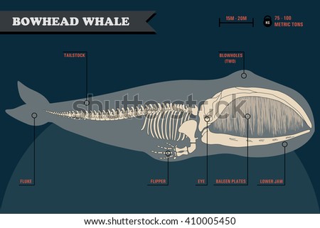 Bowhead whale skeleton with name of different parts of the body on dark background.