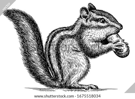 Featured image of post Chipmunk Clipart Black And White Chipmunk coloring sheet transparent png clipart free download 11185388