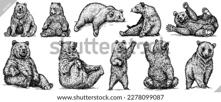 Vintage engrave isolated black bear set illustration ink sketch. American grizzly background asian animal silhouette vector art