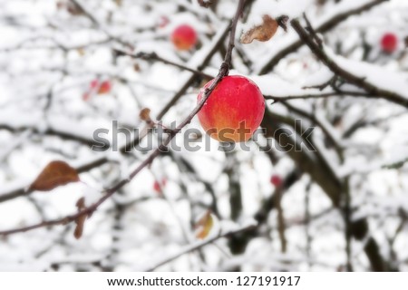 Red apple on a branch in the snow in winter
