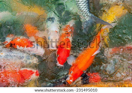 Colorful Koi or carp chinese fish in water