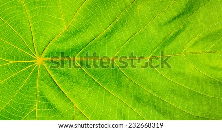 Green nature leaf isolated on white background
