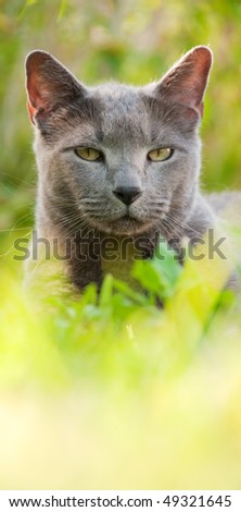 Russian Blue cat sitting in the grass in the afternoon sunshine - very low angle and shallow depth of field