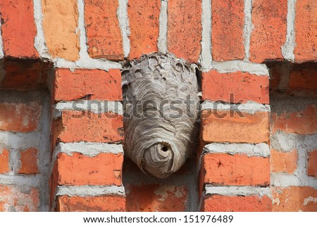 clinker wall with wasp nest