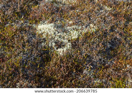 lichens and moss on iceland