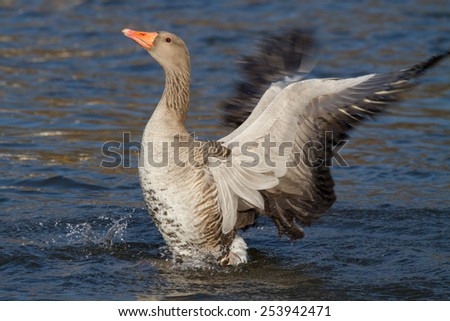 greylag swimming on river and beat his wing