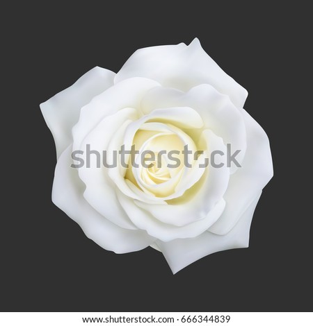 Realistic white rose, vector illustration on black background