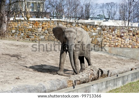elephant in the zoo in winter