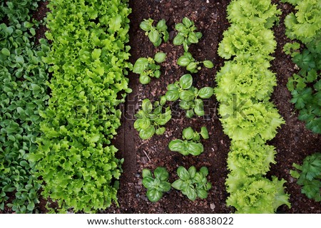 vegetable garden