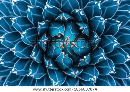 Photo of agave cactus, abstract natural pattern background, dark blue toned