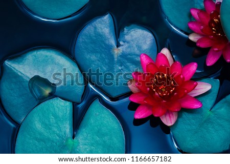 Photo of red lotus water lily blooming on water surface and dark blue leaves toned, purity nature background, aquatic plant, symbol of buddhism.