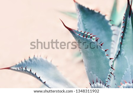 Similar – Image, Stock Photo Cactus texture background. Cactus in the desert. cactus with sun rays.