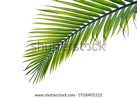 Similar – Image, Stock Photo palm fronds Palm tree