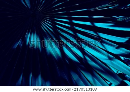 Similar – Image, Stock Photo Dark green palm tree leaves in an empty room with white wall
