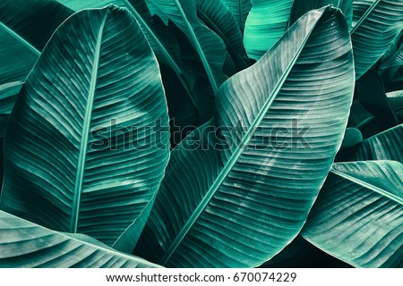 Tropical Leaf
