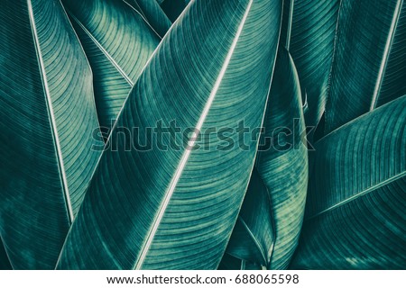 Tropical Leaf