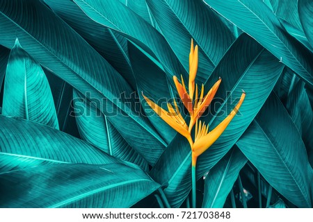 Photo of colorful flower on dark tropical foliage nature background