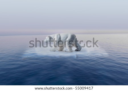 polar bear on little iceberg symbol of climate change