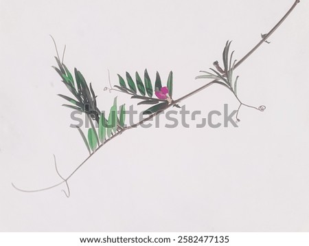 A pink garden vetch covered with raindrops against dark background