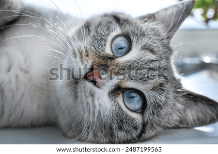 Similar – Foto Bild Katze mit blauen Augen blickt in die Kamera