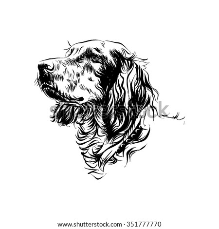 Irish Setter. Vector Sketch - 351777770 : Shutterstock