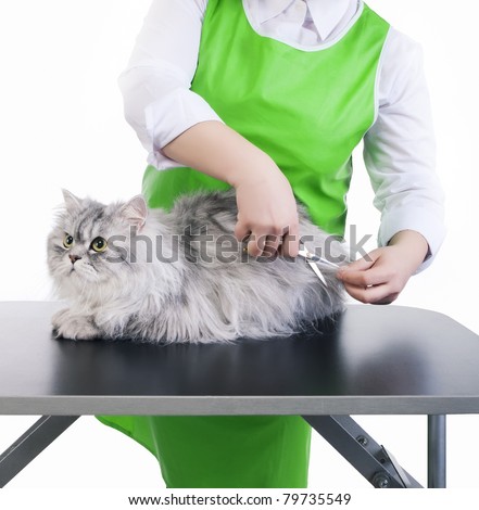 Master of grooming haircut makes gray Persian cat on the table for grooming on a white background