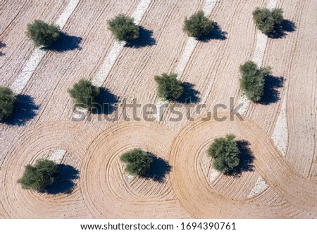 Similar – Foto Bild Luftaufnahme von Olivenbäumen, die ein Muster aus senkrechten Linien und braunem Feld bilden