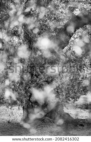 Thousand-year-old olive tree (Olea europaea) near Ulldecona village of La Senia rural territory of Terres de l'Ebre region in Tarragona province of Catalonia Autonomous Community of Spain, Europe Stock foto © 