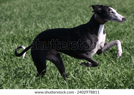 Similar – Foto Bild Windhund Hund 1 Tier