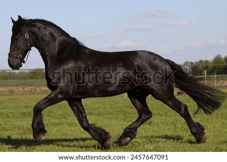 Similar – Image, Stock Photo Black Friesian horses in a pasture meadow in the Alps in the summer