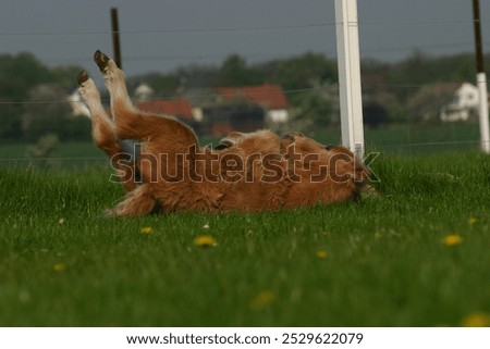 Image, Stock Photo A Konik pony foal (wild horse) with his mother