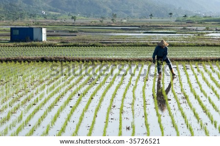 farmer working on paddy rice farm,taiwan,asia.