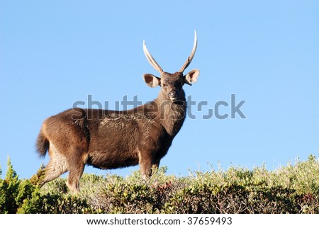 Sambar deer stand on green grass (Cervus unicolor swinhoei).