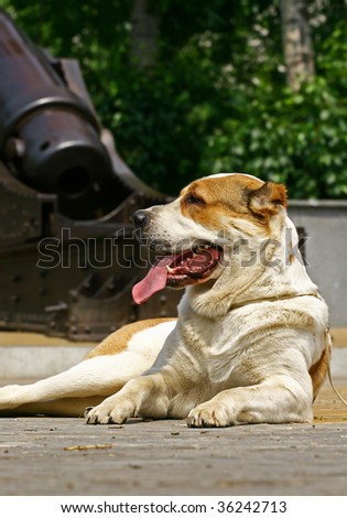 Central Asian  Shepherd dog with cannon