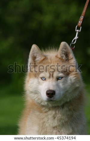 Angry Husky dog portrait