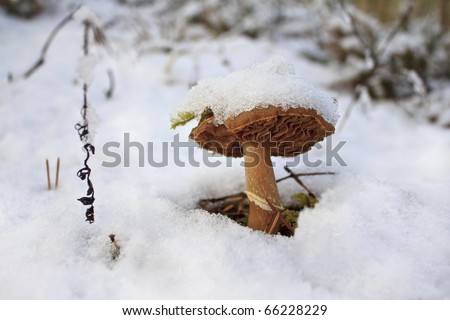 October first wet snow on the mushroom
