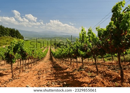 Similar – Image, Stock Photo Way to the vineyards with tree