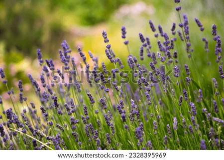 Similar – Image, Stock Photo #A# Lavender in garden II