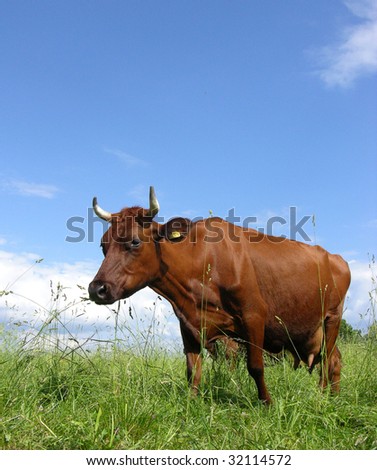 A Brown milk cow with a bright blue sky at the background