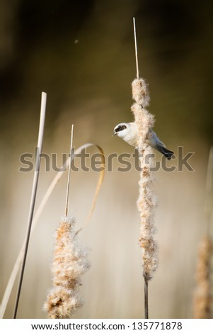 Eurasian Penduline Tit (Remiz pendulinus), building its nest out of cattail seeds