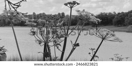 Similar – Image, Stock Photo Hogweed plants field monochrome