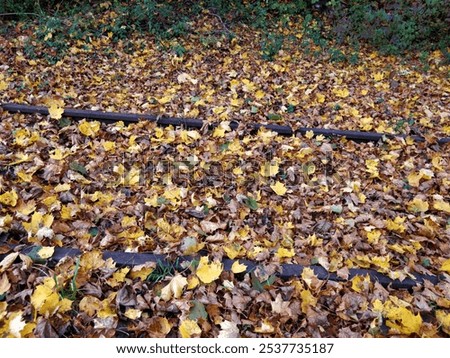 Similar – Image, Stock Photo old unused railroad tracks in the vicinity of Luckenwalde