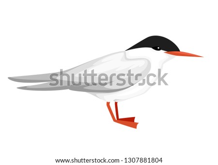 Flying white bird. Arctic Tern. Sterna hirundo. Arctic animal, cartoon flat design. Vector illustration isolated on white background.