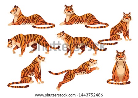 Set of adult big tiger wildlife and fauna theme cartoon animal design flat vector illustration isolated on white background