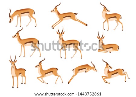 Set of african wild black-tailed gazelle with long horns cartoon animal design flat vector illustration on white background side view antelope