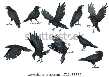 Set of black raven bird in different poses cartoon crow design flat vector animal illustration isolated on white background