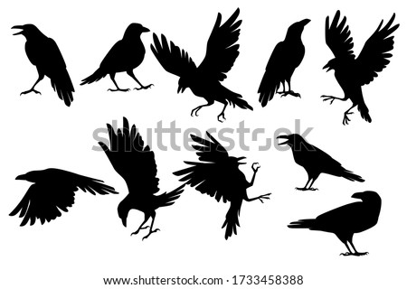 Set of black silhouette raven bird in different poses cartoon crow design flat vector animal illustration isolated on white background